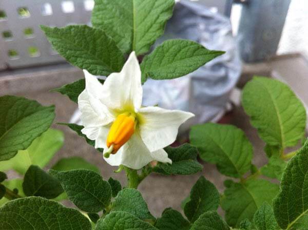 Kartoffelpflanze mit weißen Blüten