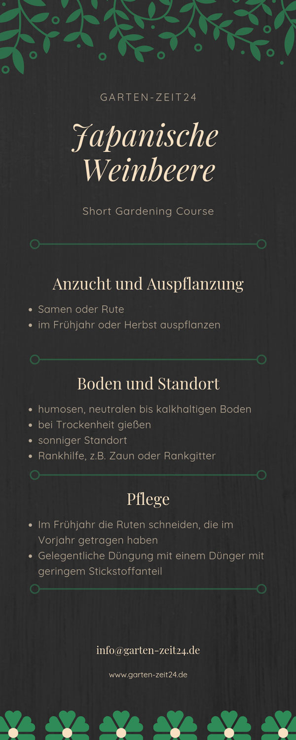 Anbau und Pflegeanleitung Japanische Weinbeere Infografik Anbau- und Pflege Japanische Weinbeere