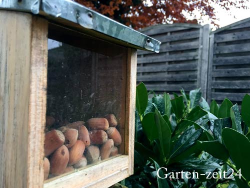 Futterstation Eichhörnchen im Garten