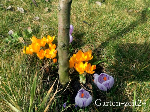 Frühblühende Krokusse im Frühjahr