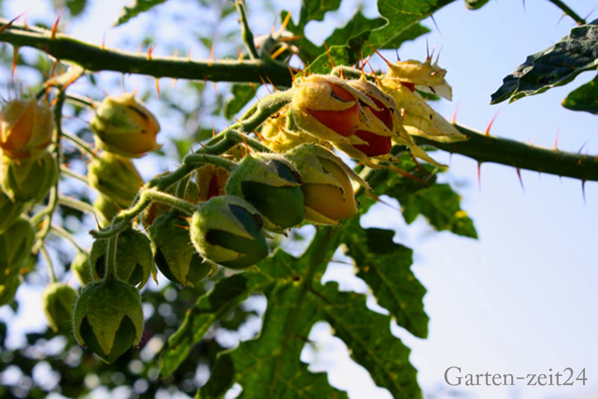 Litschi Tomate am Strauch