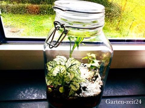 Garten im Glas DIY MiniÖkosystem anlegen