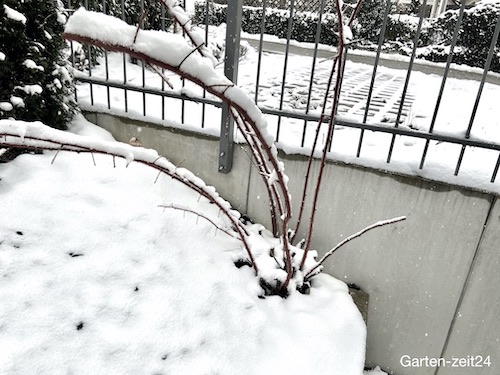 Japanische Weinbeere mit Schnee bedeckt