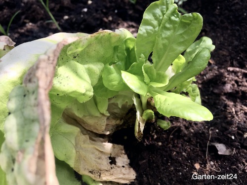 Nachwachsender Kopfsalat Regrowing