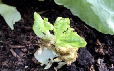 Salat Regrowing im Beet! Mein Test mit Anleitung!